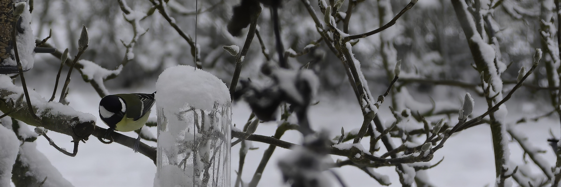 musvit